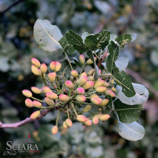La pianta di Pistacchio - Sciara