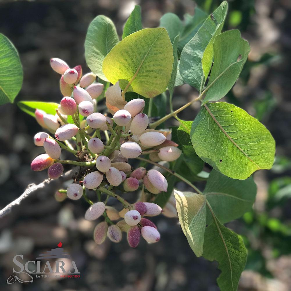 Inizia la raccolta del Pistacchio!