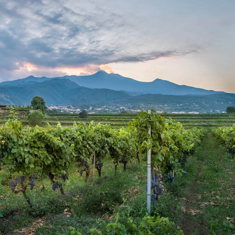vino etna rosso - vino siciliano