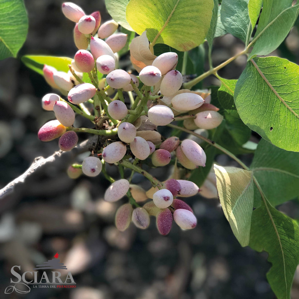 pistacchio di bronte sciara